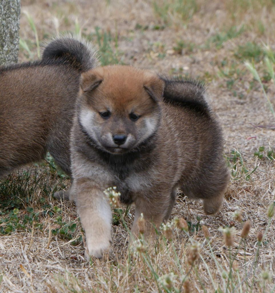 De La Source Des Rochettes - Chiots disponibles - Shiba