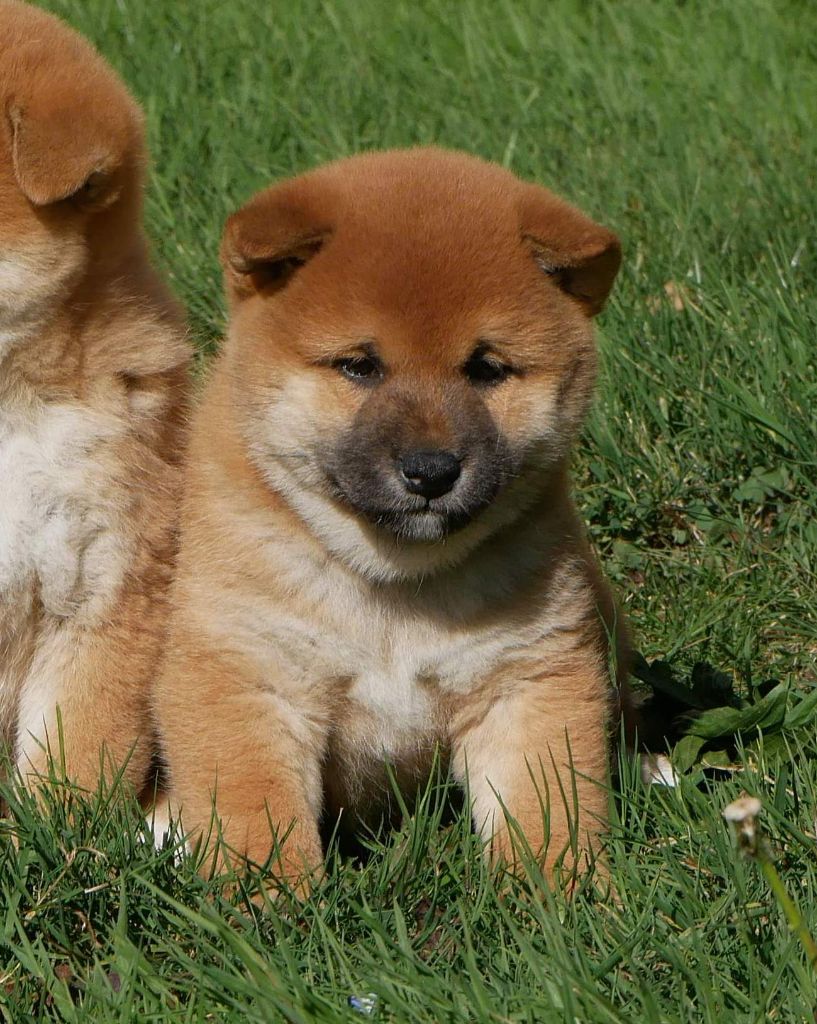 De La Source Des Rochettes - Chiots disponibles - Shiba