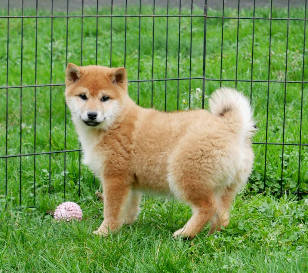 De La Source Des Rochettes - Chiots disponibles - Shiba