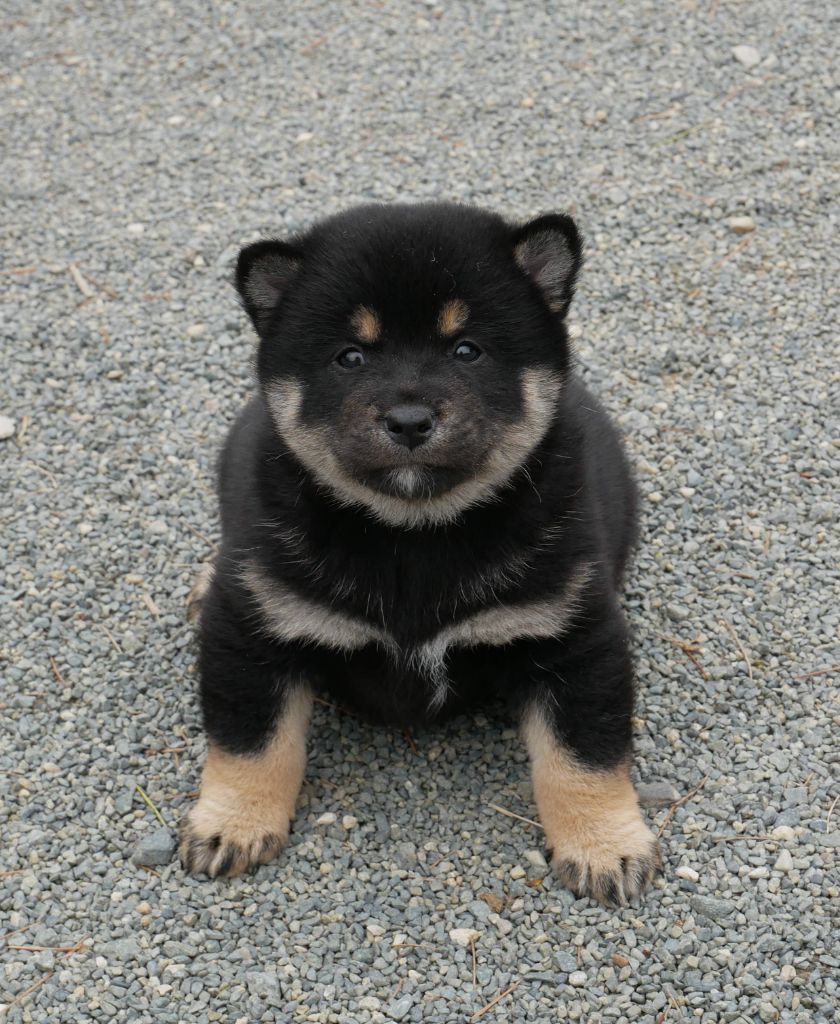 De La Source Des Rochettes - Chiots disponibles - Shiba