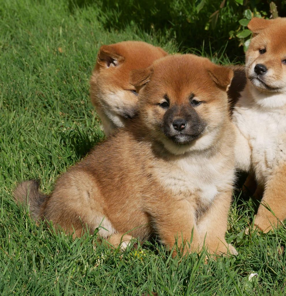 De La Source Des Rochettes - Chiots disponibles - Shiba
