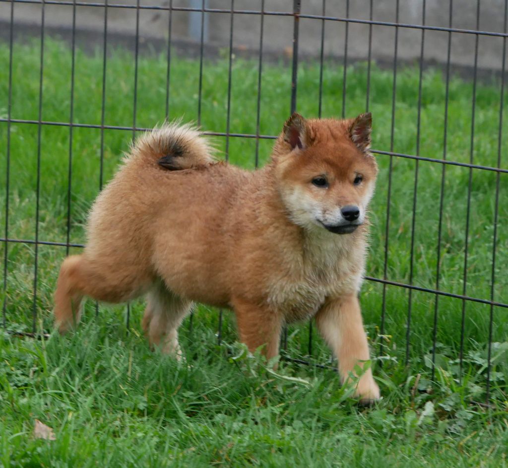 De La Source Des Rochettes - Chiots disponibles - Shiba