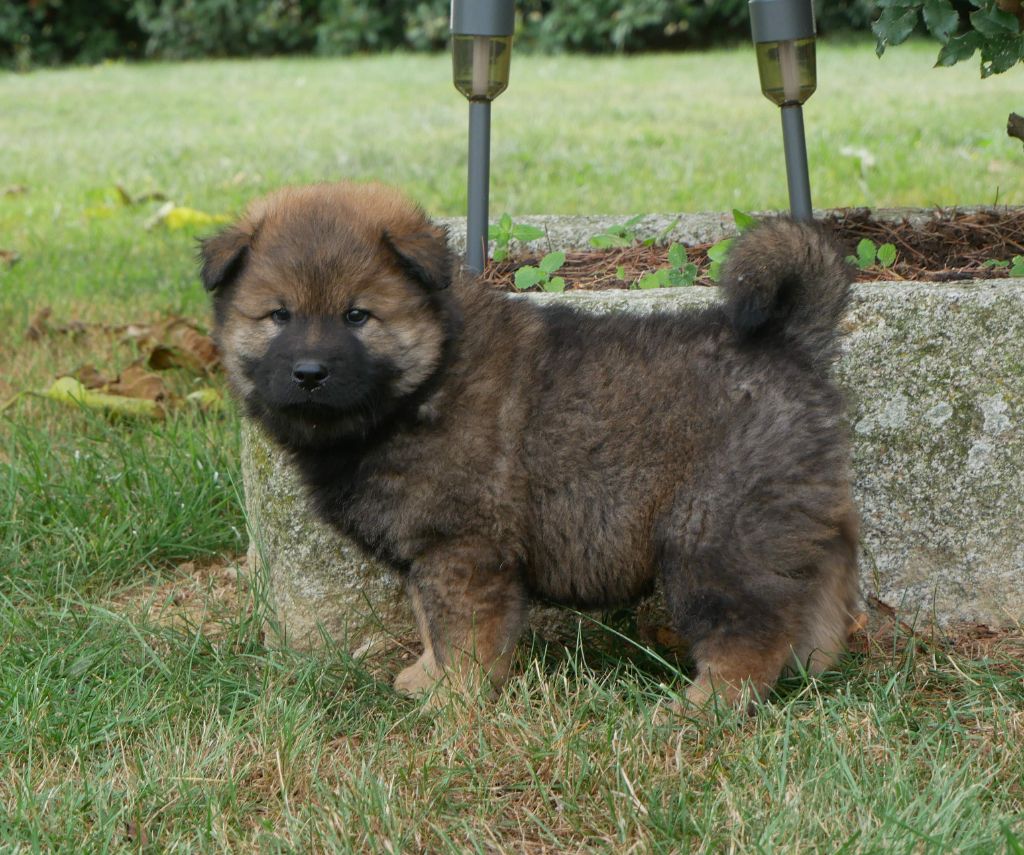 De La Source Des Rochettes - Chiots disponibles - Eurasier