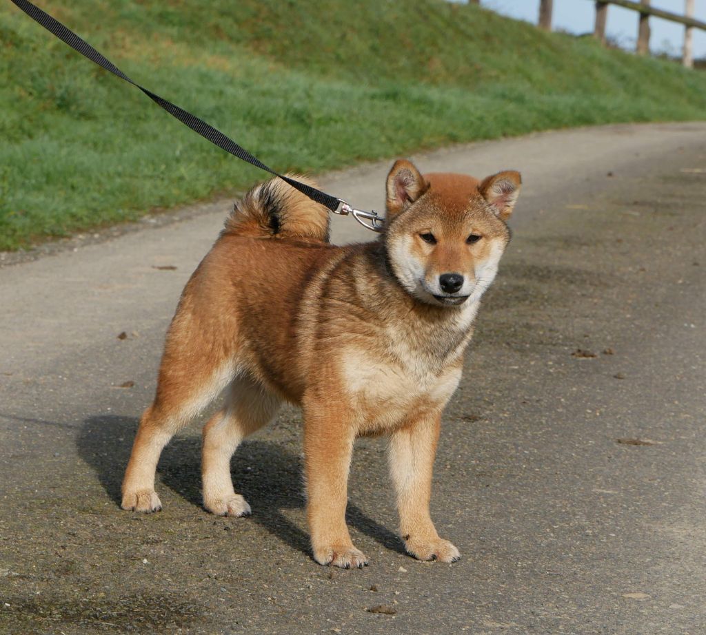 De La Source Des Rochettes - Chiots disponibles - Shiba
