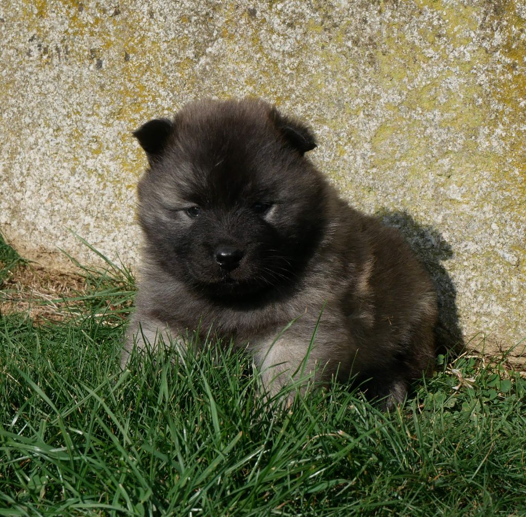 De La Source Des Rochettes - Chiots disponibles - Eurasier