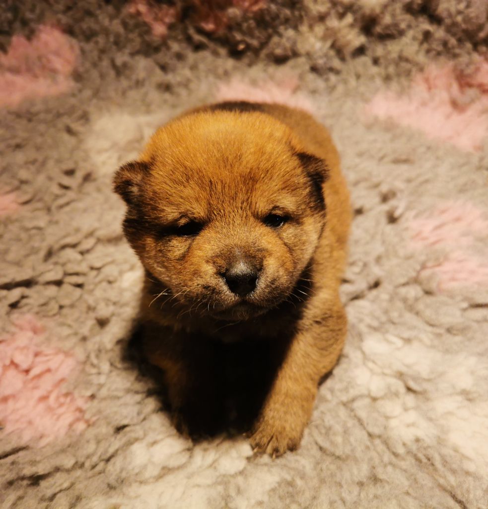 De La Source Des Rochettes - Chiots disponibles - Shiba