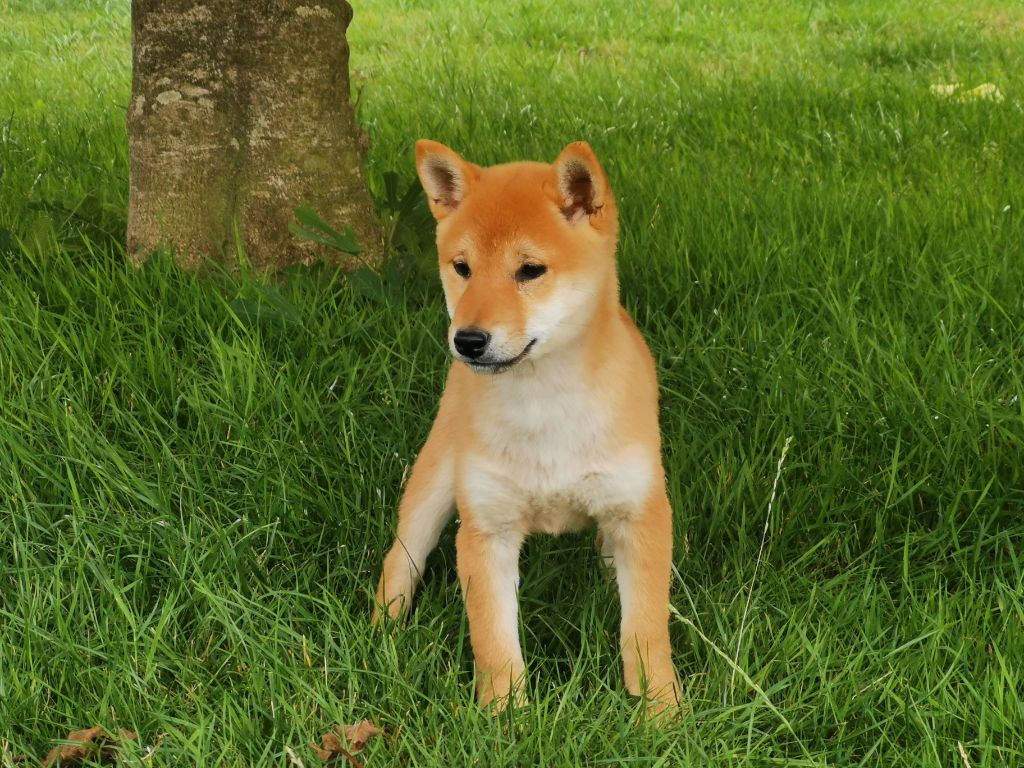 De La Source Des Rochettes - Chiots disponibles - Shiba