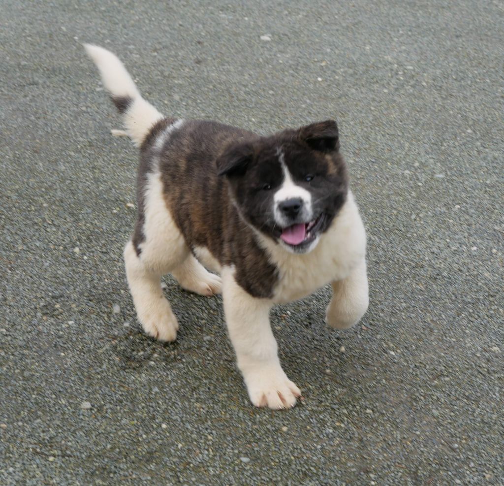 De La Source Des Rochettes - Chiots disponibles - Akita americain