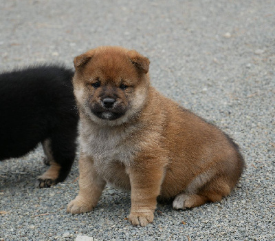 CHIOT 1