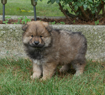 CHIOT 1