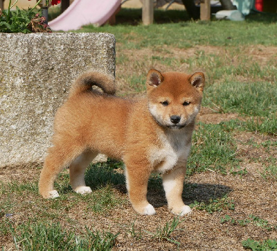 CHIOT 4