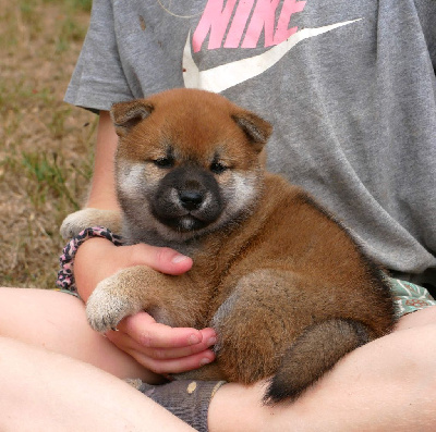 CHIOT 5