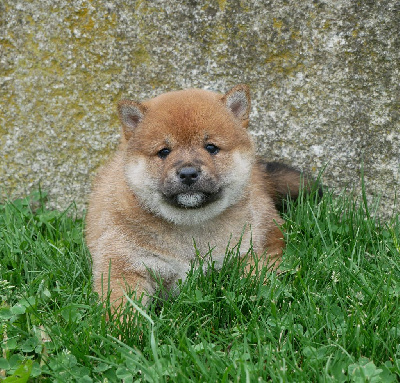 CHIOT 4
