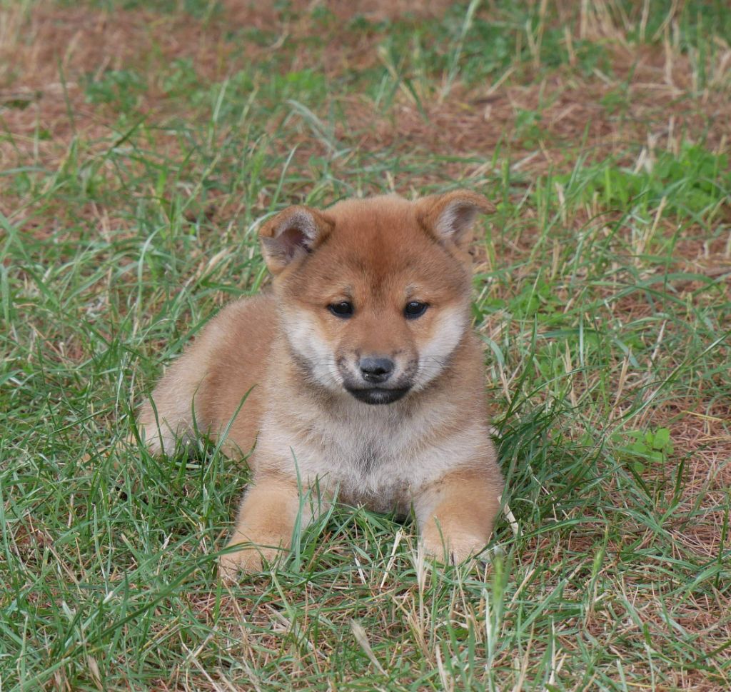 De La Source Des Rochettes - Chiots disponibles - Shiba