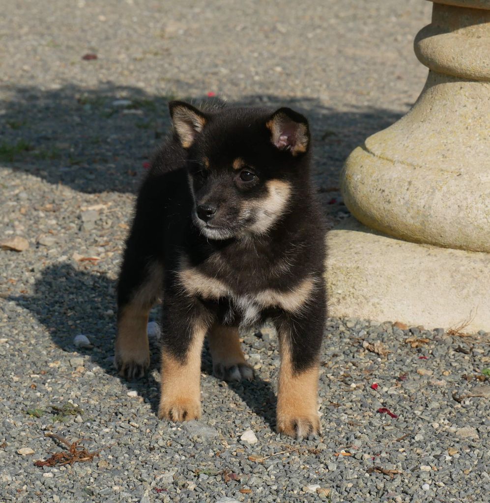 De La Source Des Rochettes - Chiots disponibles - Shiba