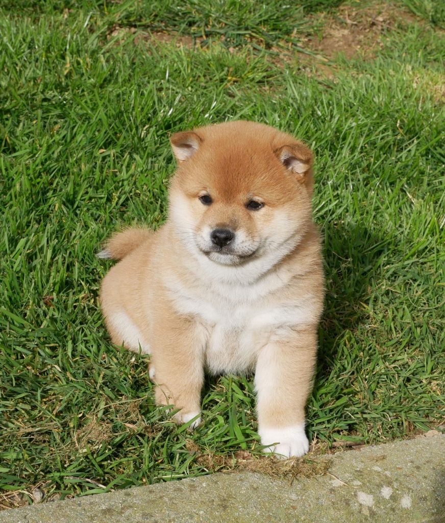 De La Source Des Rochettes - Chiots disponibles - Shiba