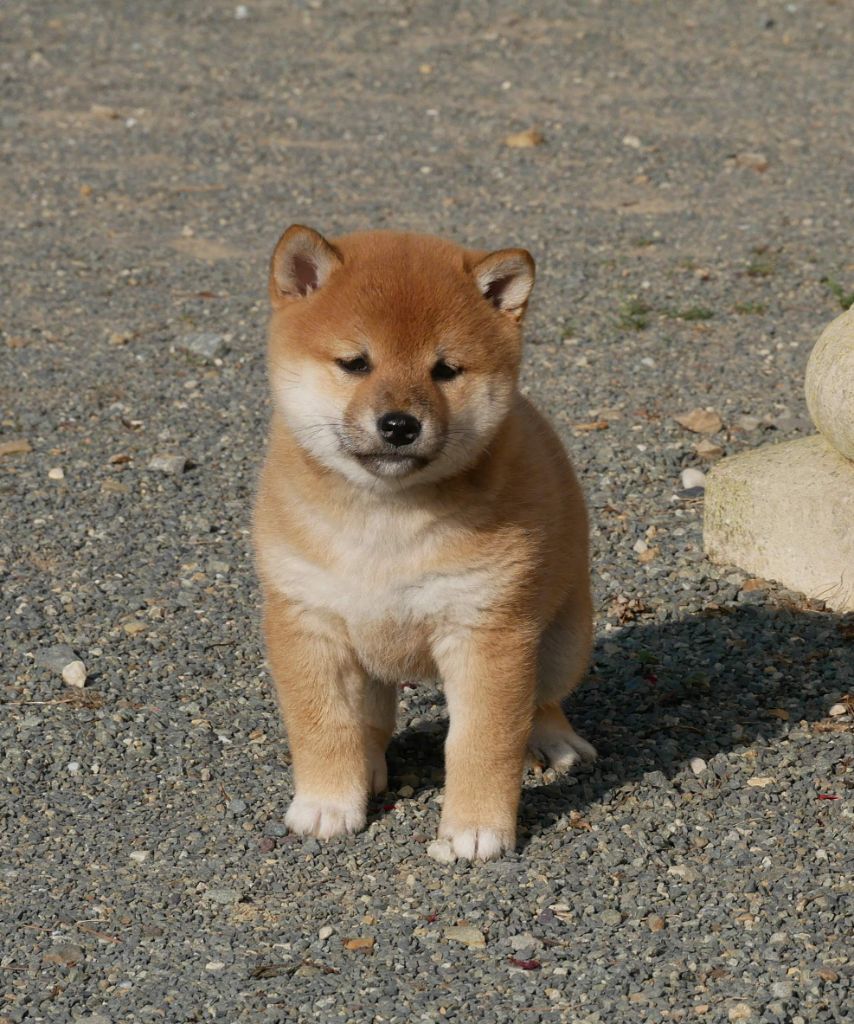 De La Source Des Rochettes - Chiots disponibles - Shiba