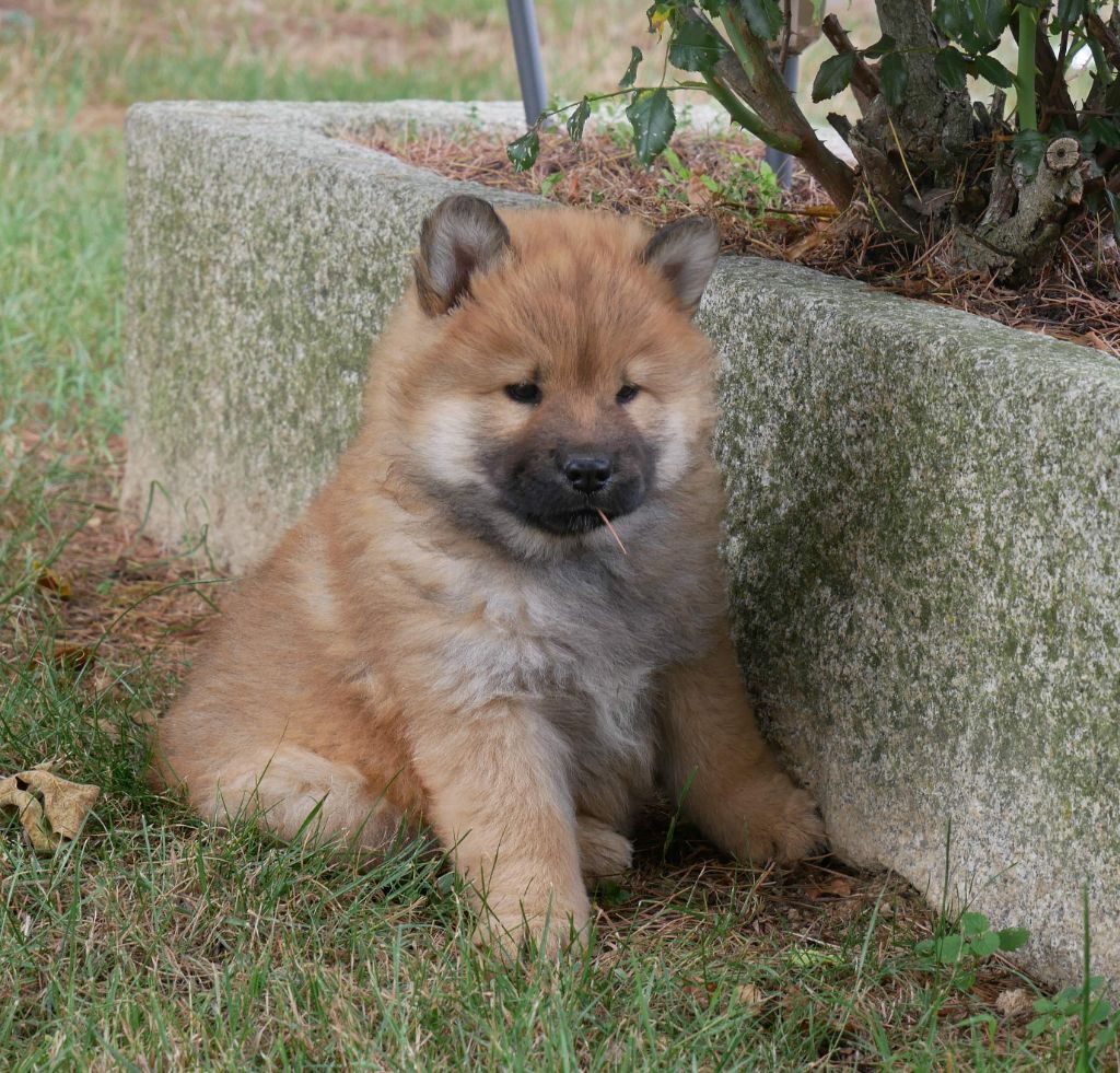 De La Source Des Rochettes - Chiots disponibles - Eurasier