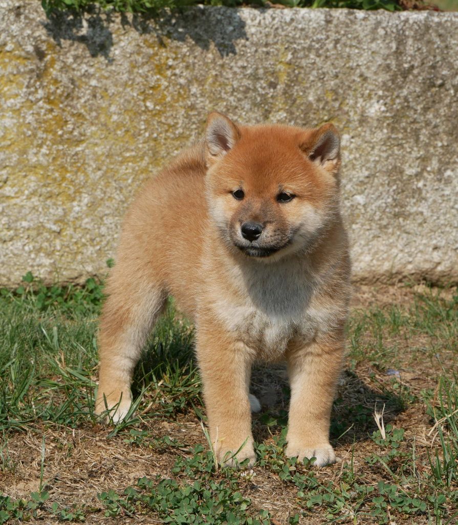 De La Source Des Rochettes - Chiots disponibles - Shiba