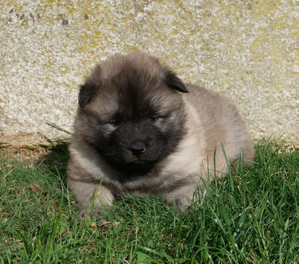 De La Source Des Rochettes - Chiots disponibles - Eurasier