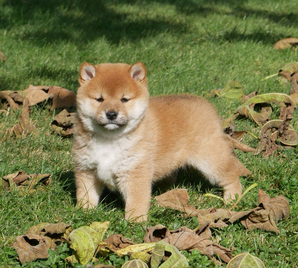 De La Source Des Rochettes - Chiots disponibles - Shiba