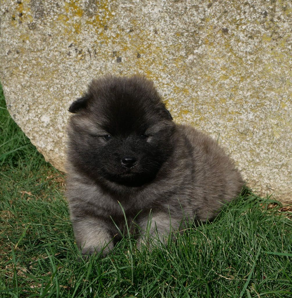 De La Source Des Rochettes - Chiots disponibles - Eurasier