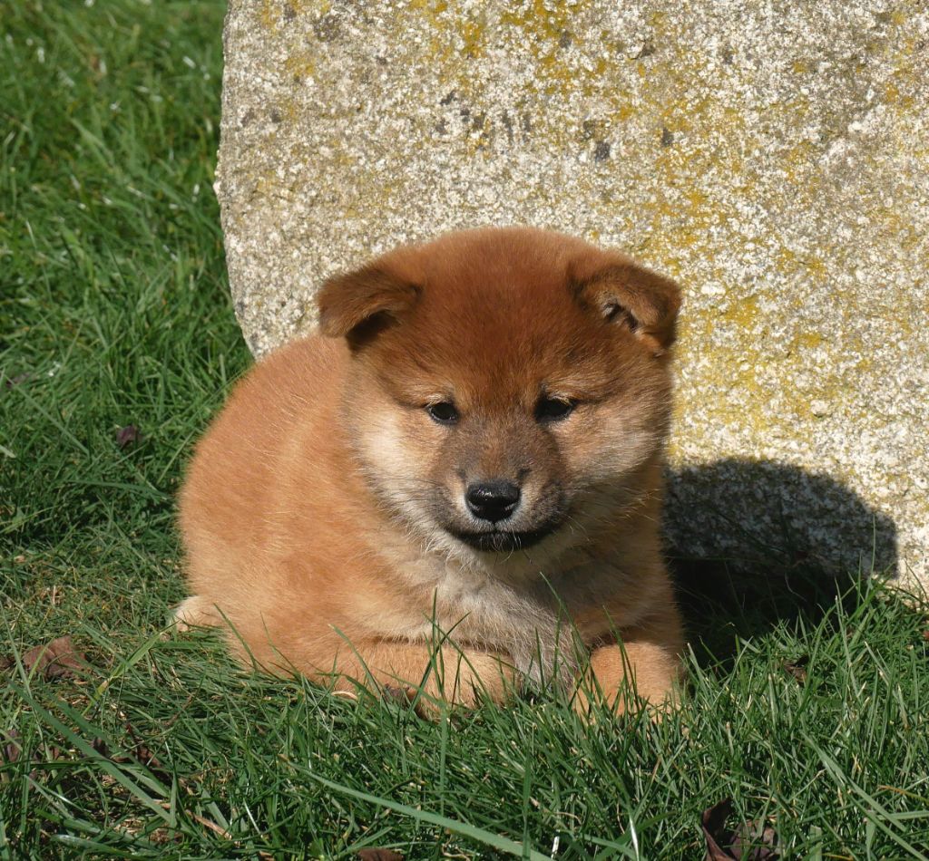 De La Source Des Rochettes - Chiots disponibles - Shiba