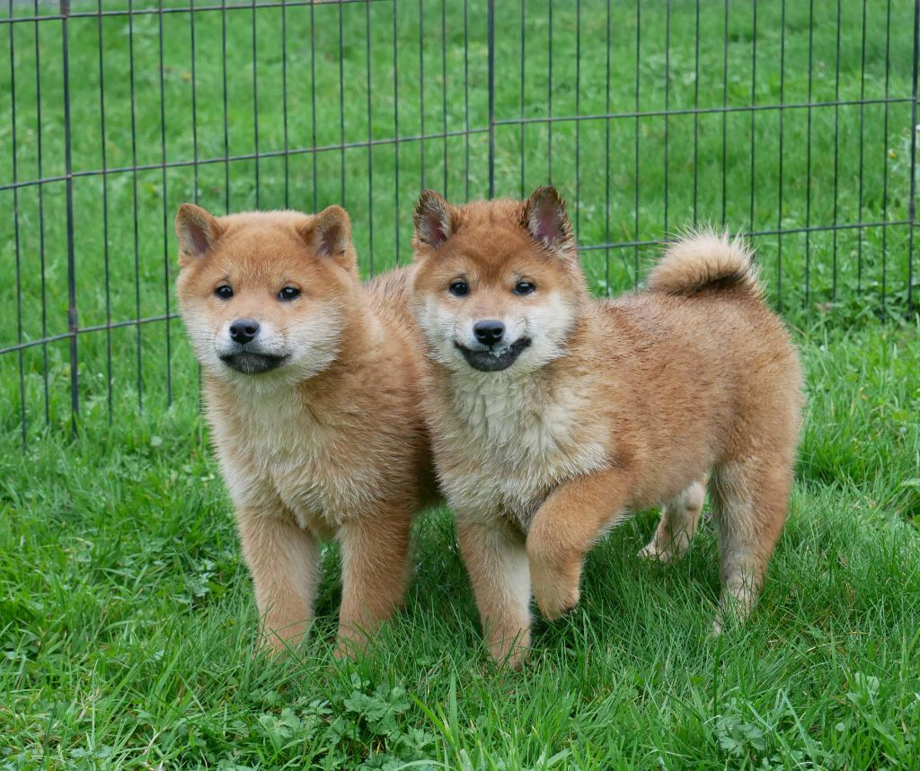 De La Source Des Rochettes - Shiba - Portée née le 23/09/2025