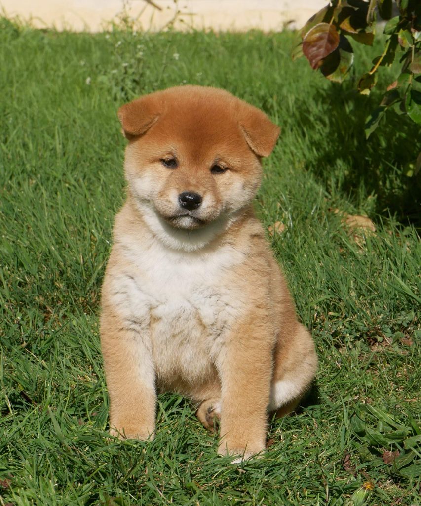 De La Source Des Rochettes - Chiots disponibles - Shiba