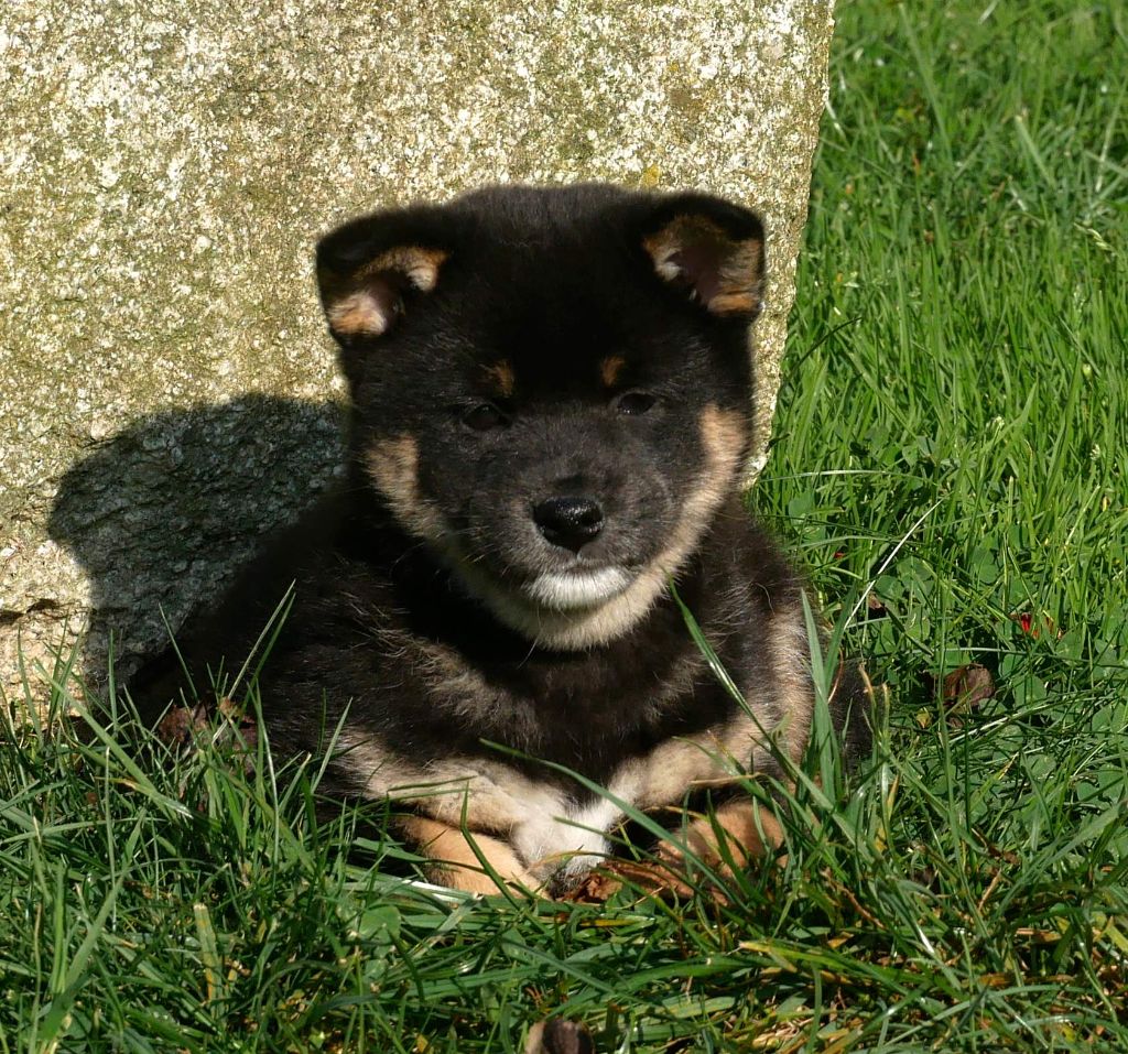 De La Source Des Rochettes - Chiots disponibles - Shiba