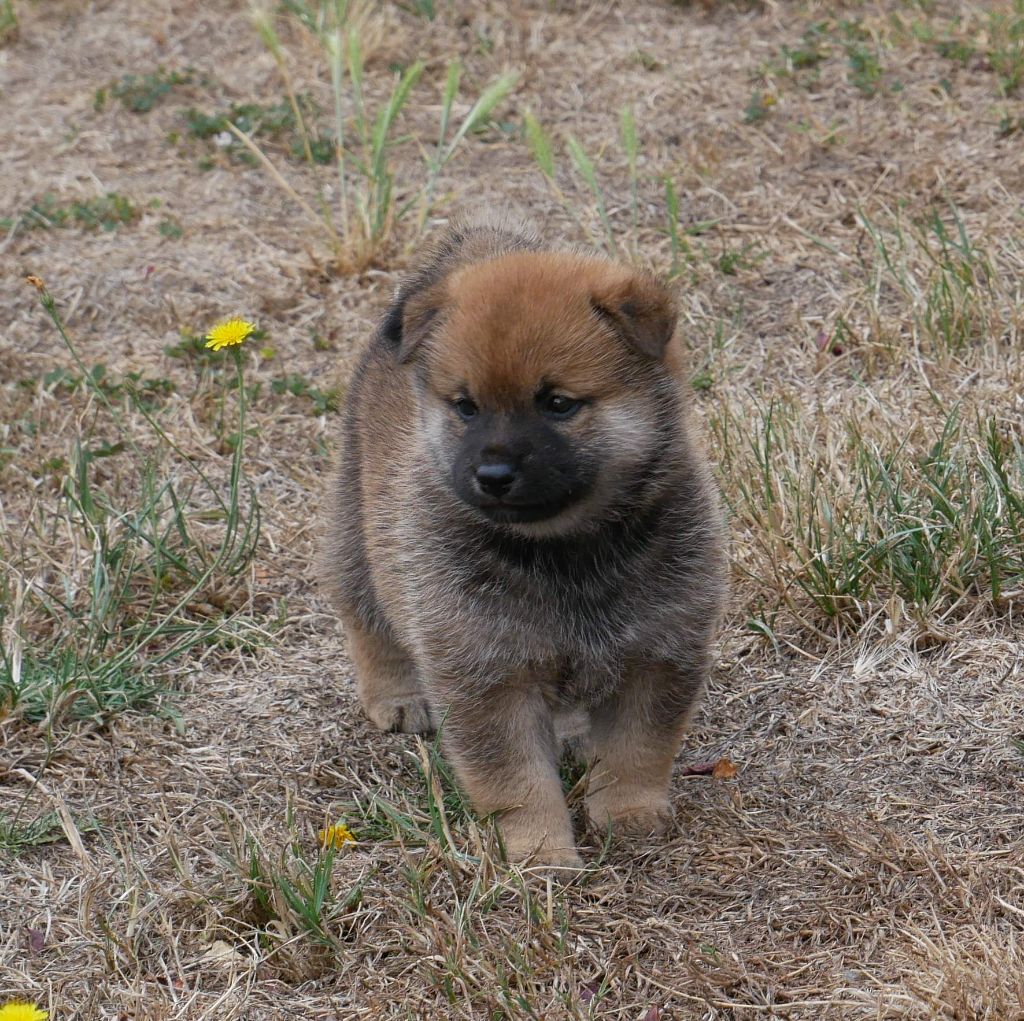 De La Source Des Rochettes - Chiots disponibles - Shiba