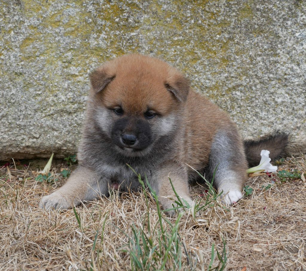 De La Source Des Rochettes - Chiots disponibles - Shiba
