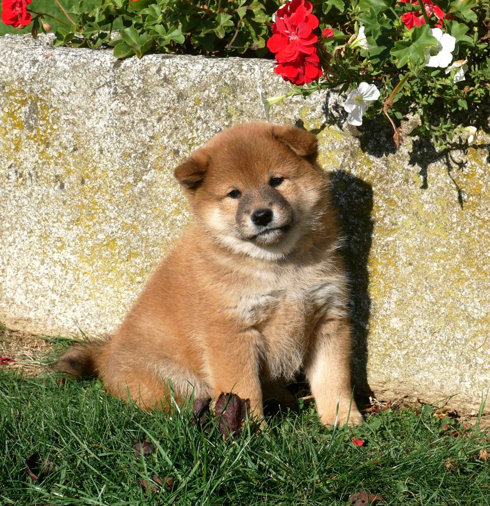 De La Source Des Rochettes - Chiots disponibles - Shiba