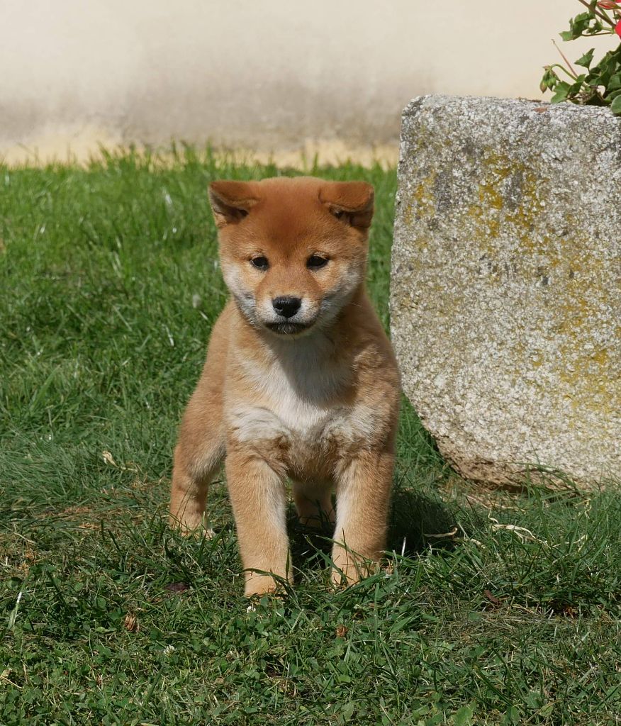 De La Source Des Rochettes - Chiots disponibles - Shiba