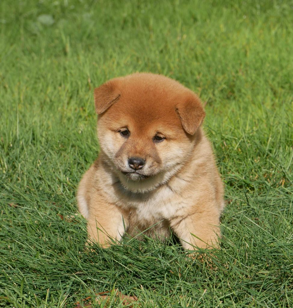 De La Source Des Rochettes - Chiots disponibles - Shiba
